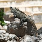 Leguan in Uxmal (Mexiko)