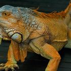 Leguan - Jurong Bird Park - Singapur