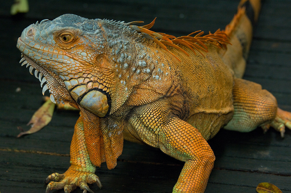 Leguan - Jurong Bird Park - Singapur