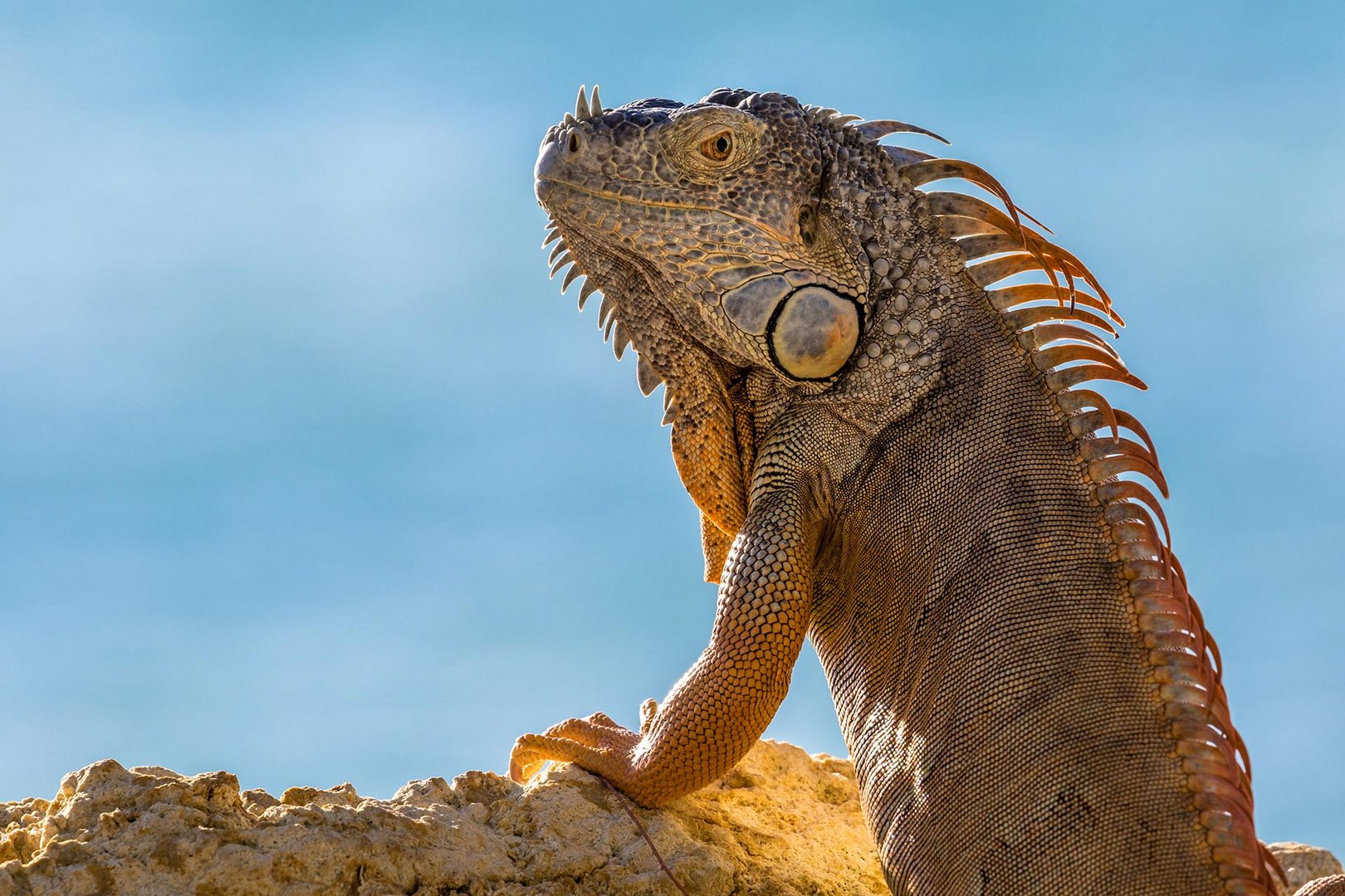 Leguan Key West