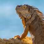 Leguan Key West