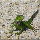 Leguan Key West