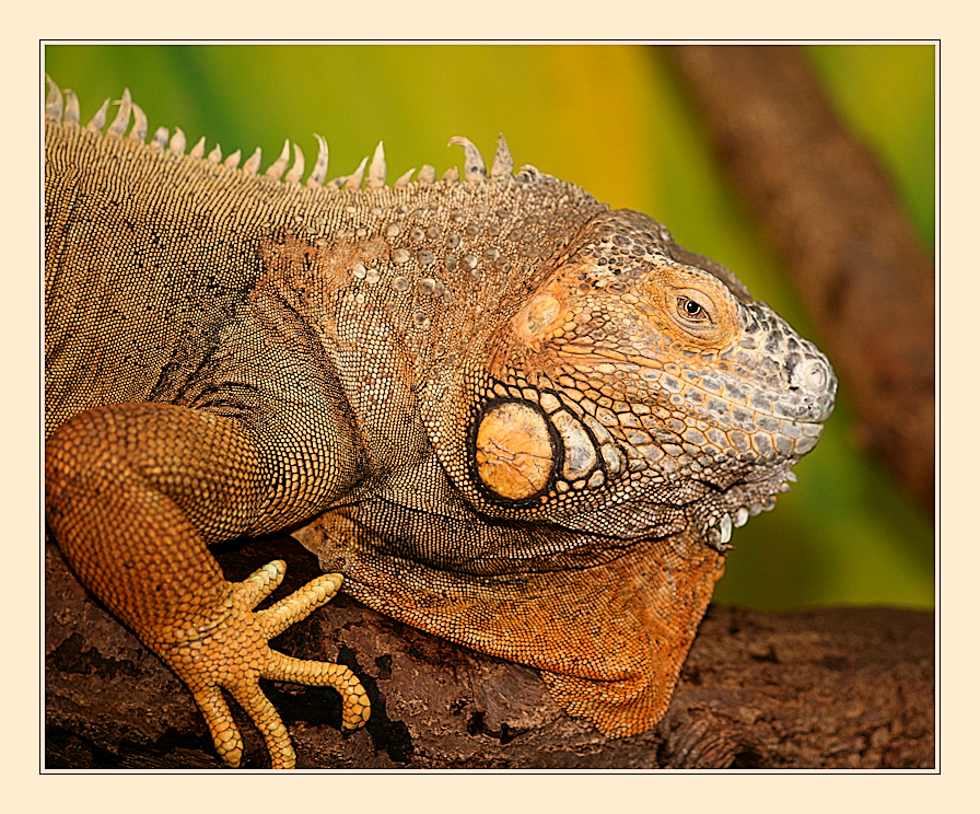 Leguan - Kleid wirft Falten