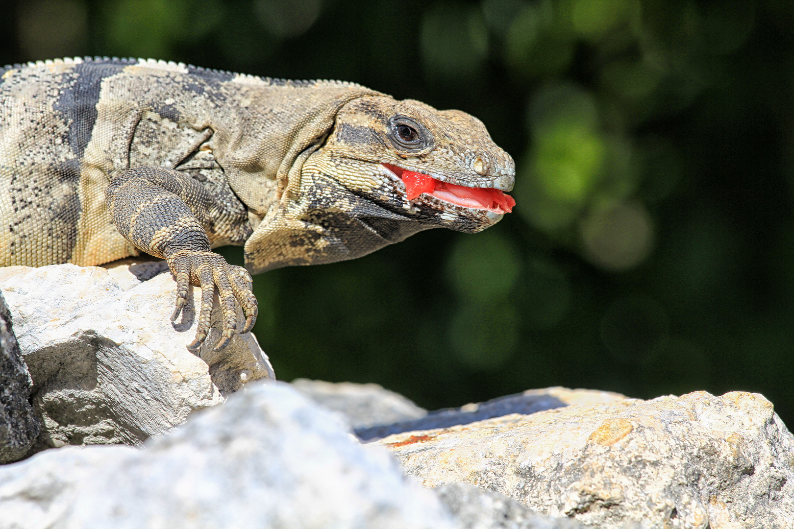 Leguan------Leckääärrrr Melone