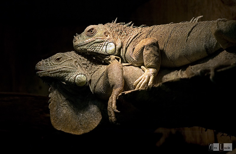 leguan love