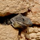 Leguan lurt aus Mauerlücke 