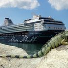 Leguan meets Mein Schiff