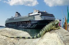 Leguan meets Mein Schiff