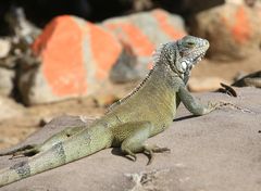 Leguan Nr. 2