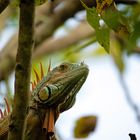 Leguan Porträt.