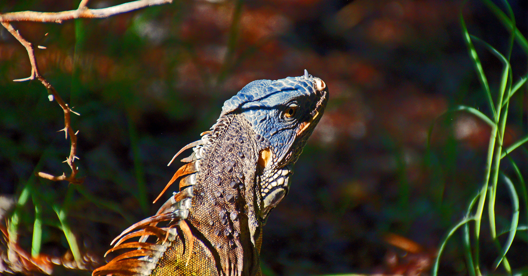 Leguan Portrait