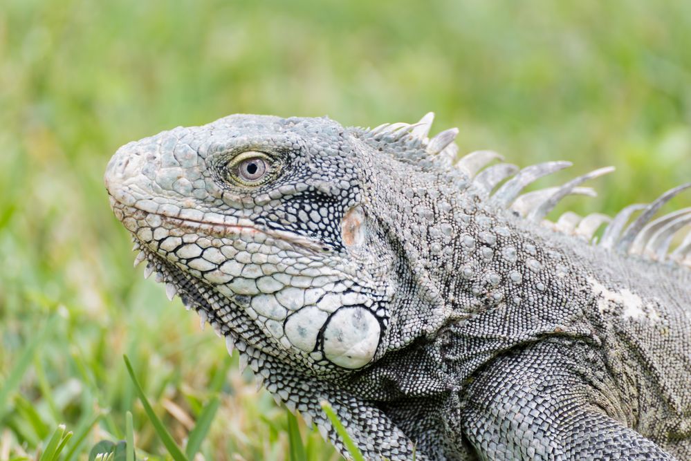 Leguan Portrait