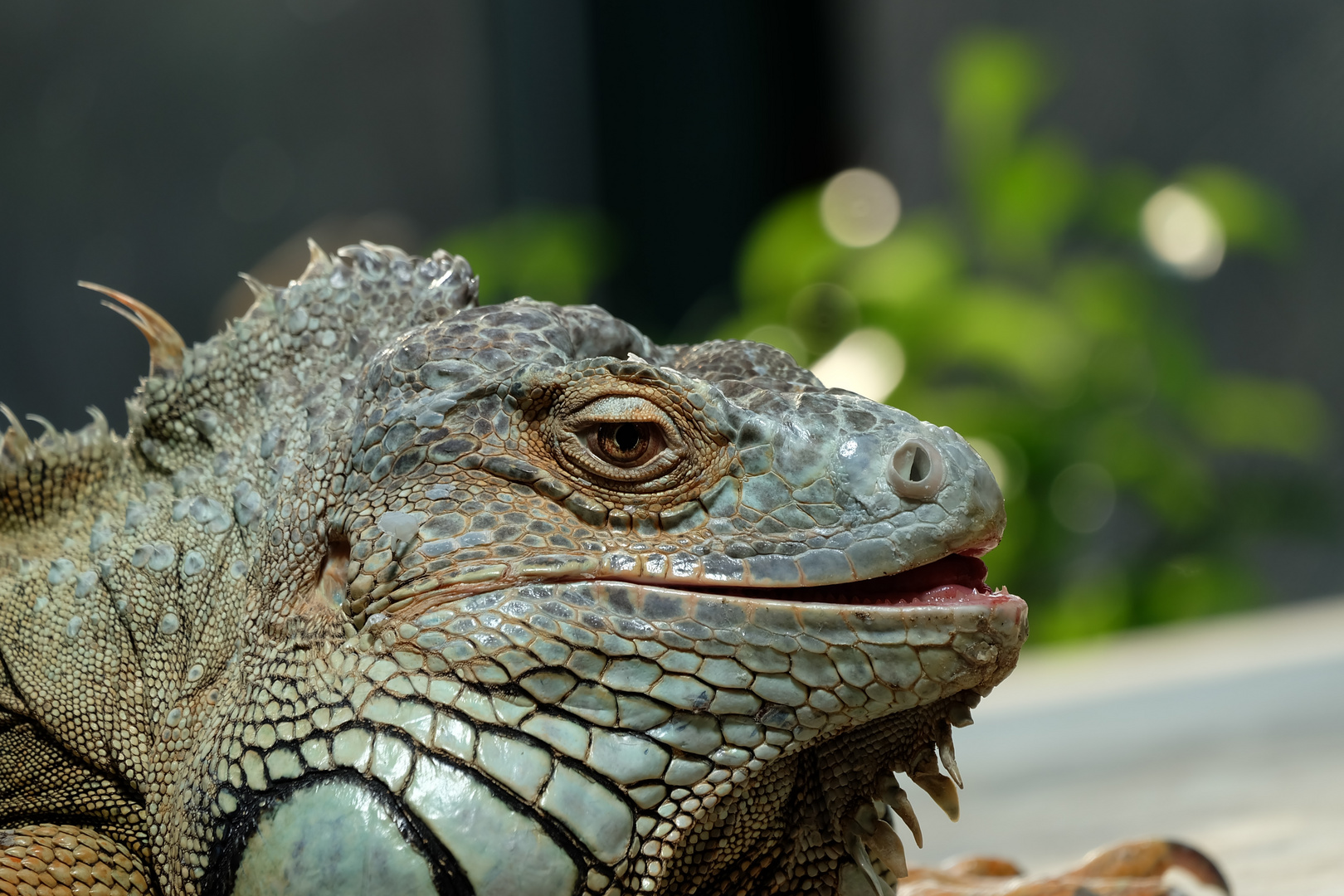 Leguan Portrait