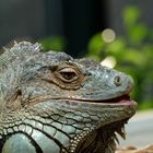 Leguan Portrait