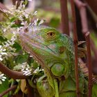 Leguan-Portrait