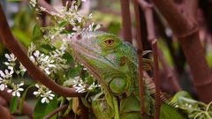 Leguan-Portrait