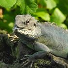 Leguan-Portrait