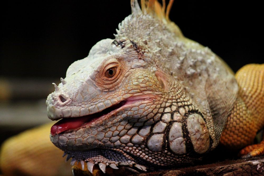 Leguan Portrait