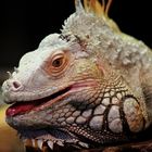 Leguan Portrait