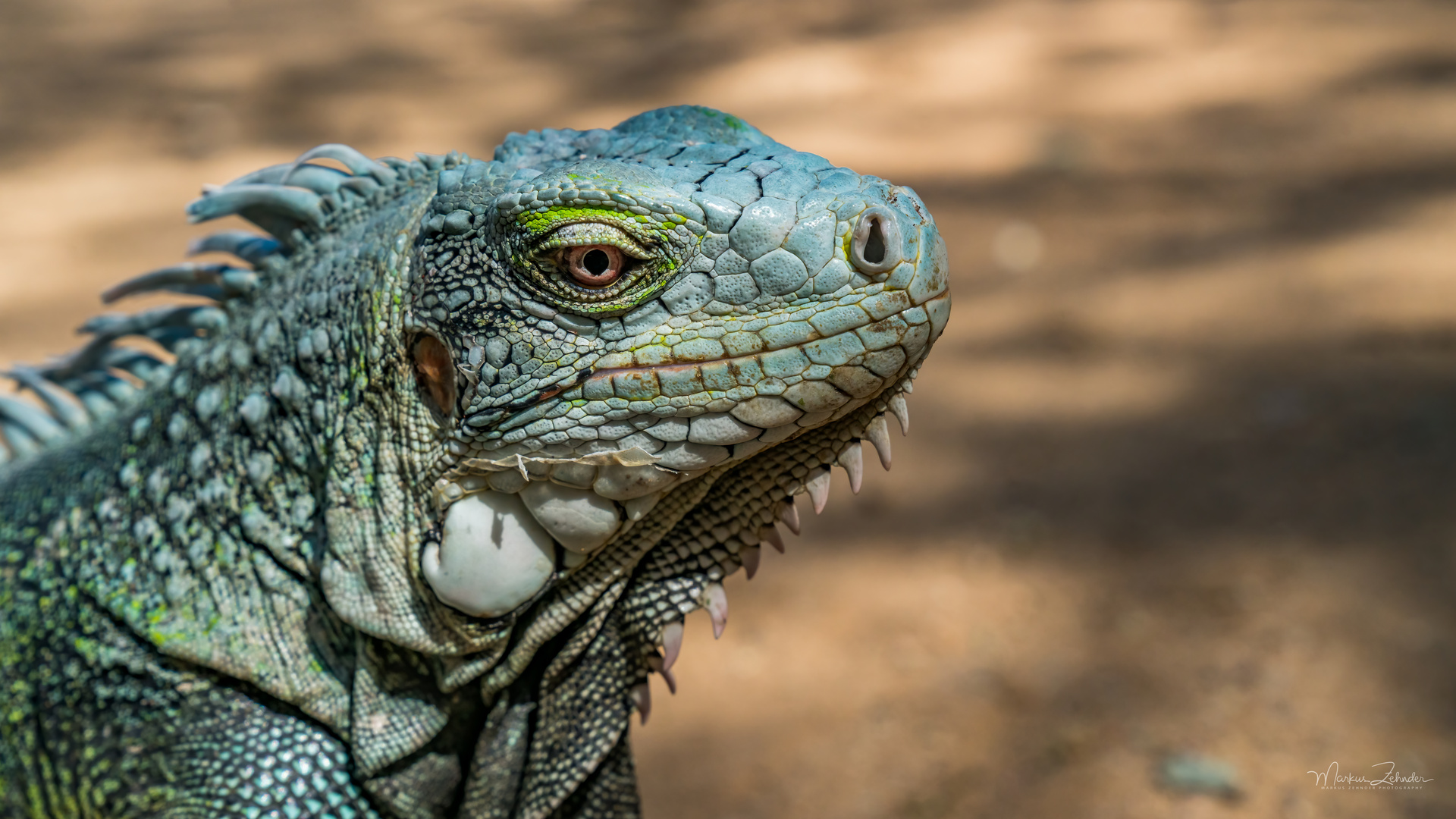 Leguan Portrait