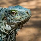 Leguan Portrait