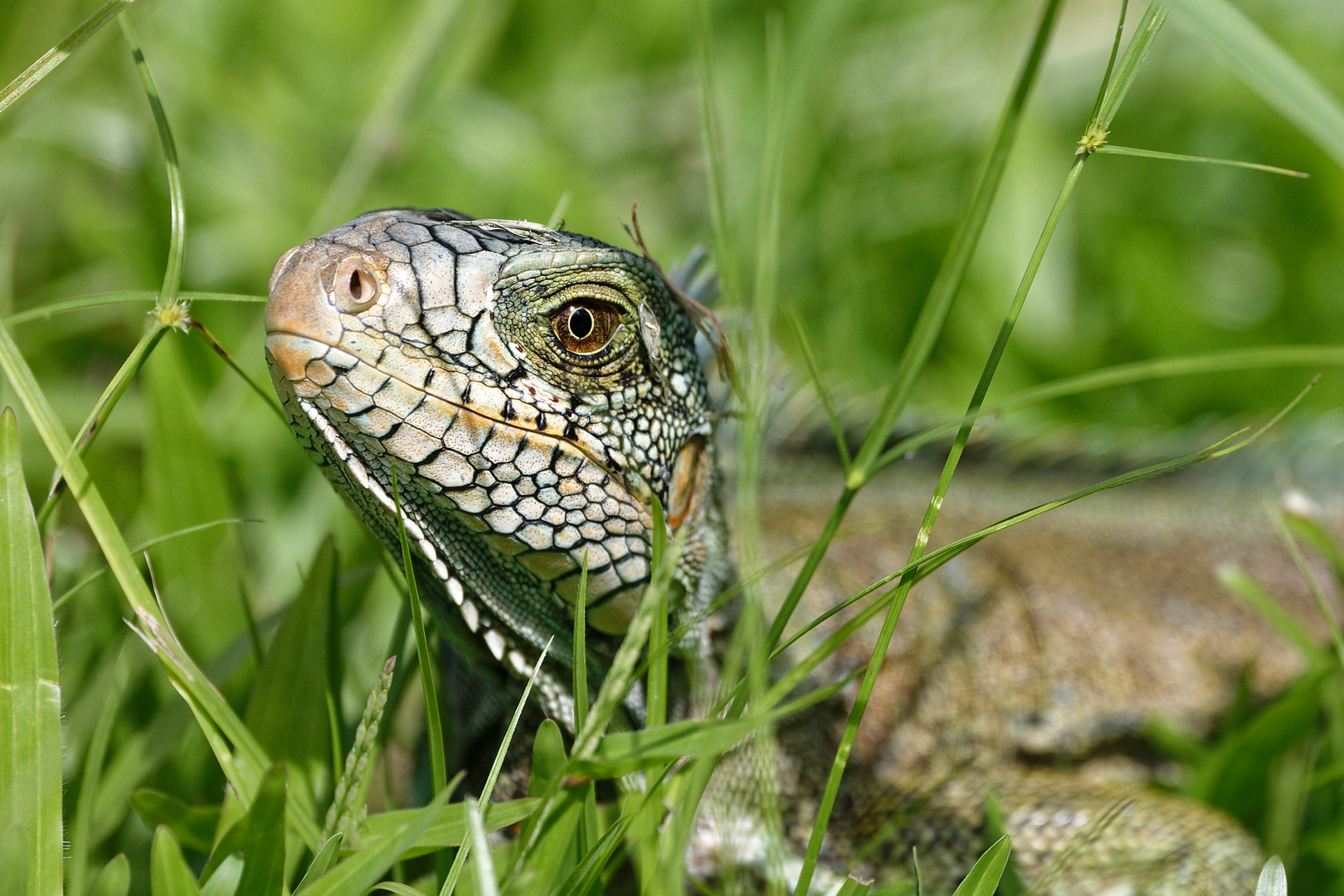 Leguan-Portrait im Rasen