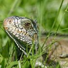 Leguan-Portrait im Rasen