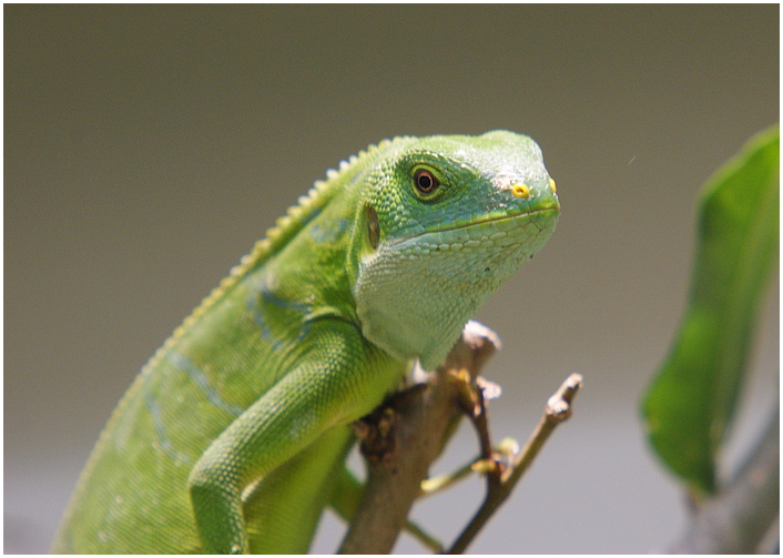 Leguan-Posing