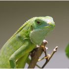 Leguan-Posing