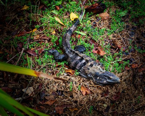 Leguan präsentiert sich