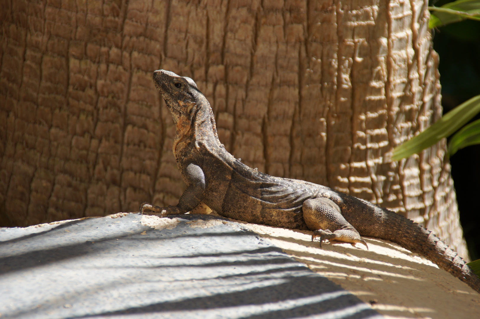 Leguan ( reckt den Hals )