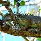 Leguan Regenwald