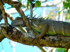 Leguan Regenwald