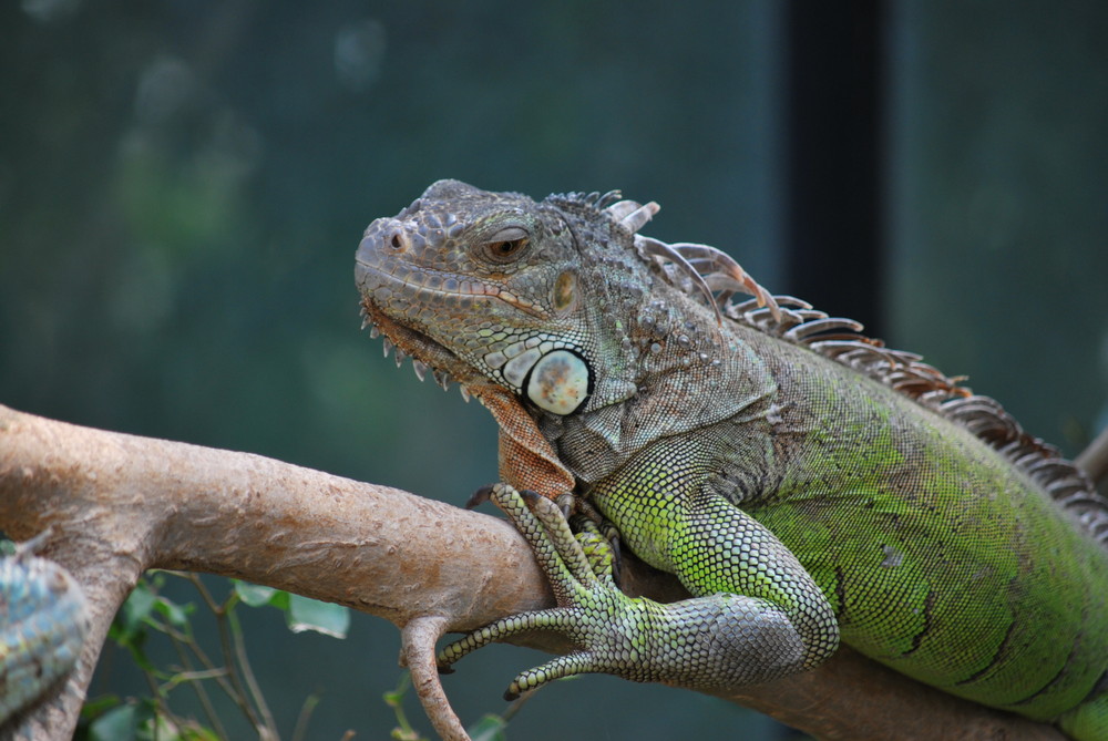 Leguan @ Tierpark Berlin