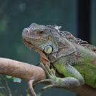 Leguan @ Tierpark Berlin