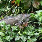 Leguan - Tortuguero Nationalpark Costa Rica