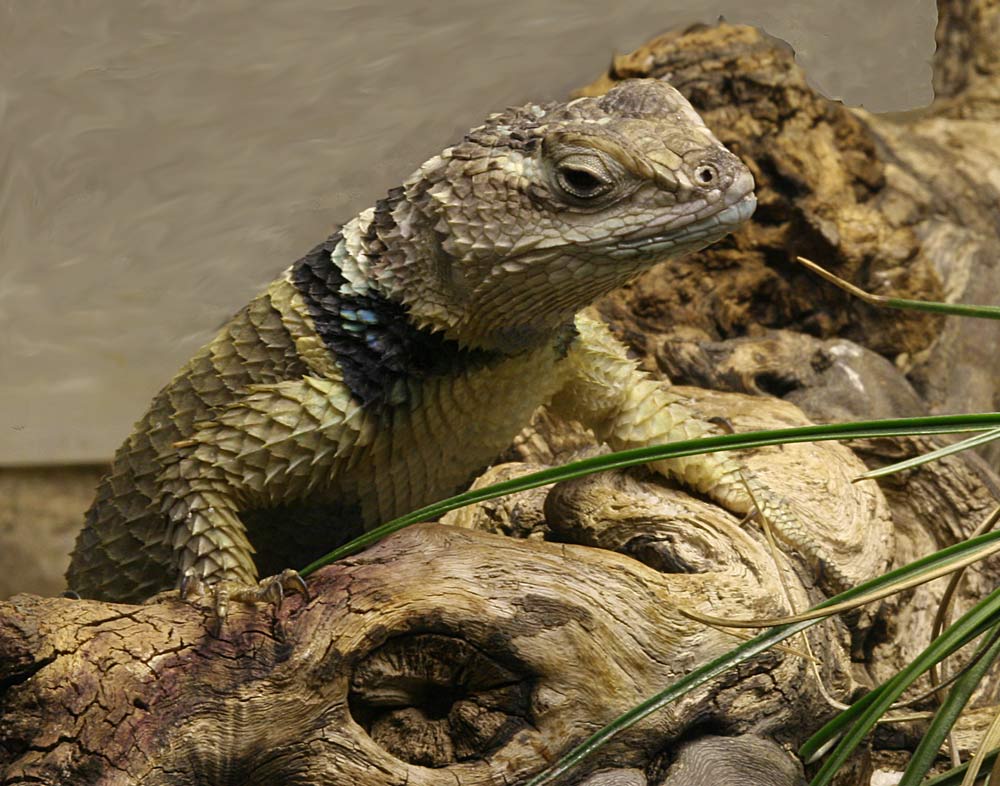 LEGUAN TRAURIG...TELEFONIEREN NACHHAUSE:::