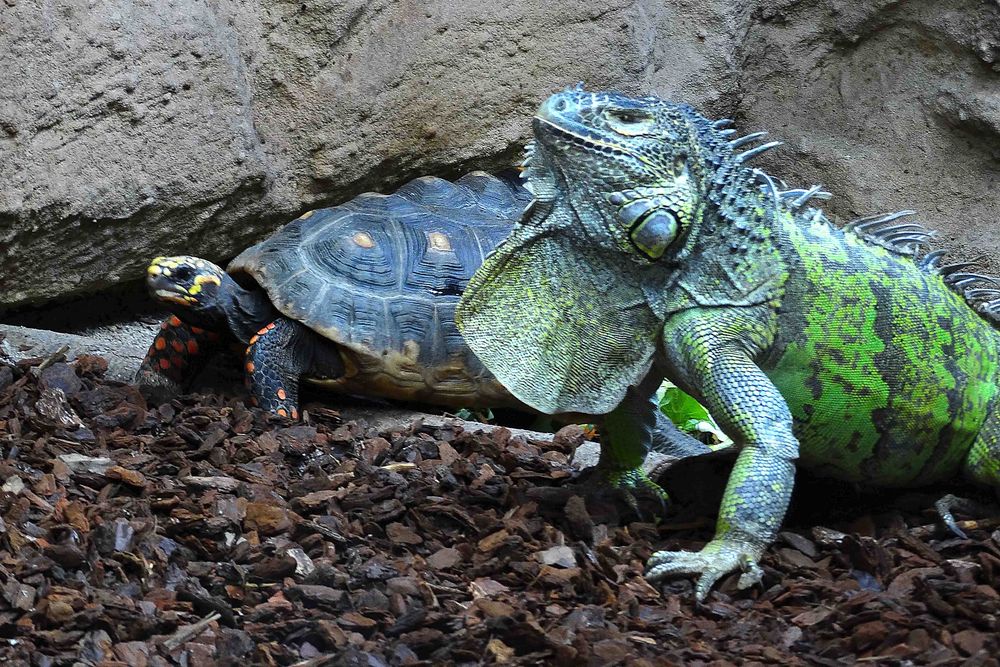 Leguan trifft Schildkröte