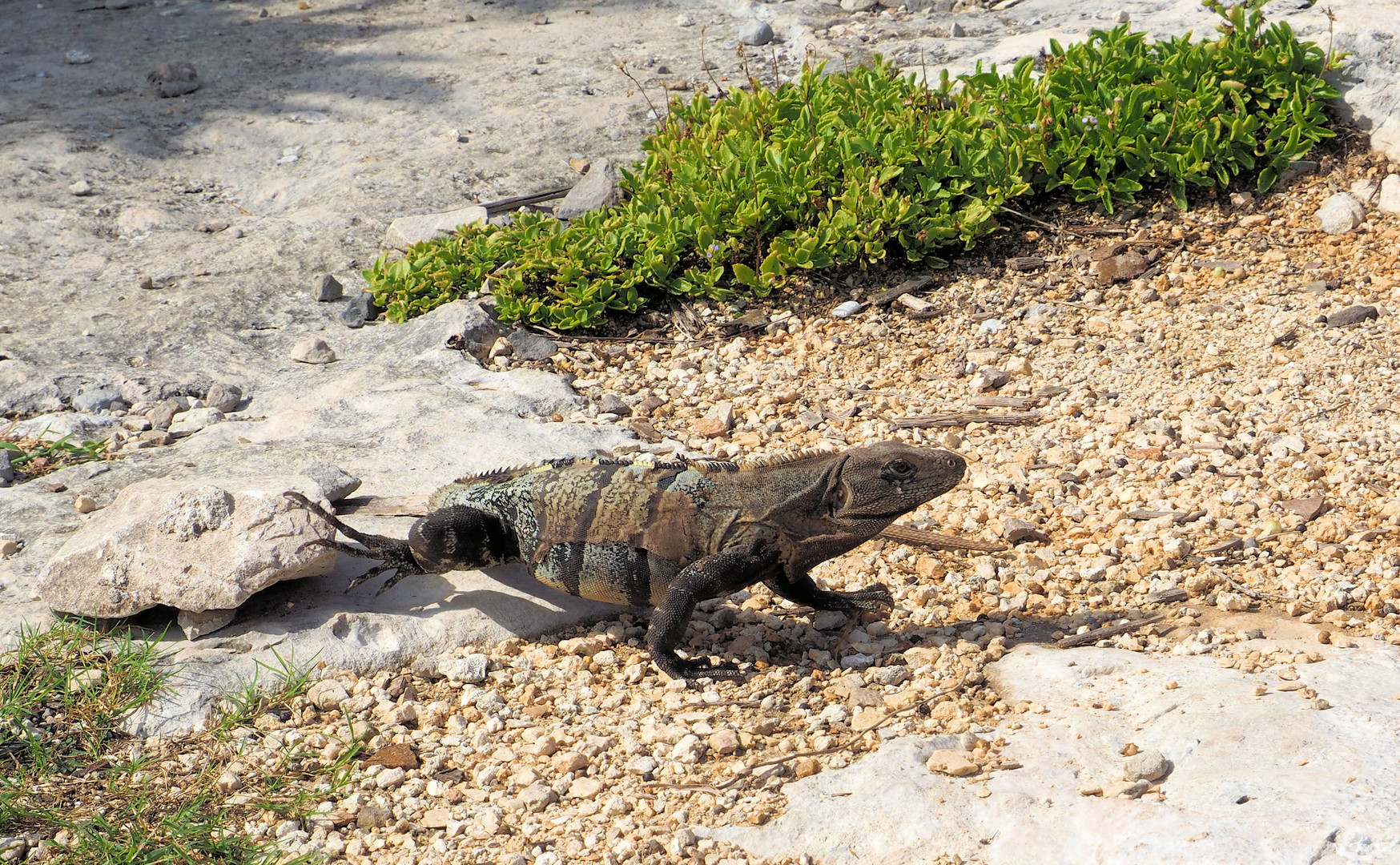 Leguan unterwegs...