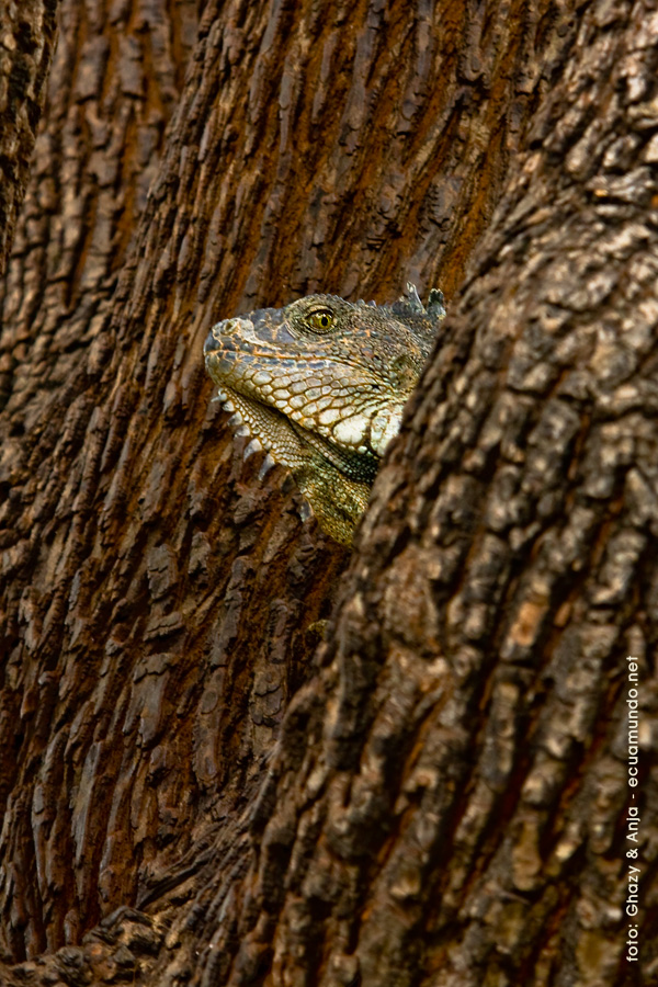 Leguan - watching me..