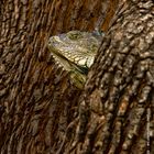 Leguan - watching me..