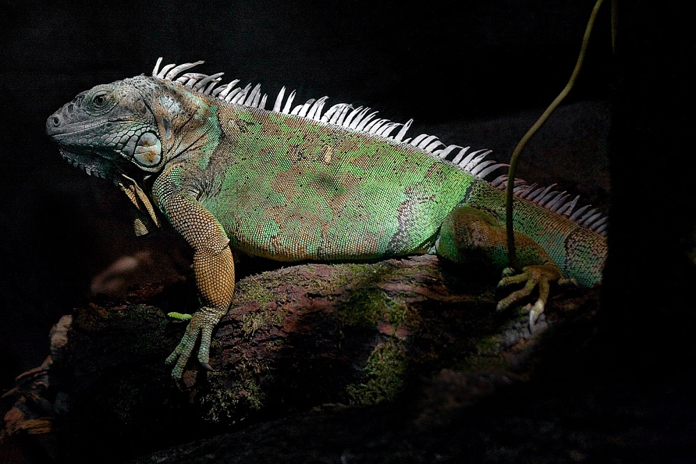 Leguan Wilhelma