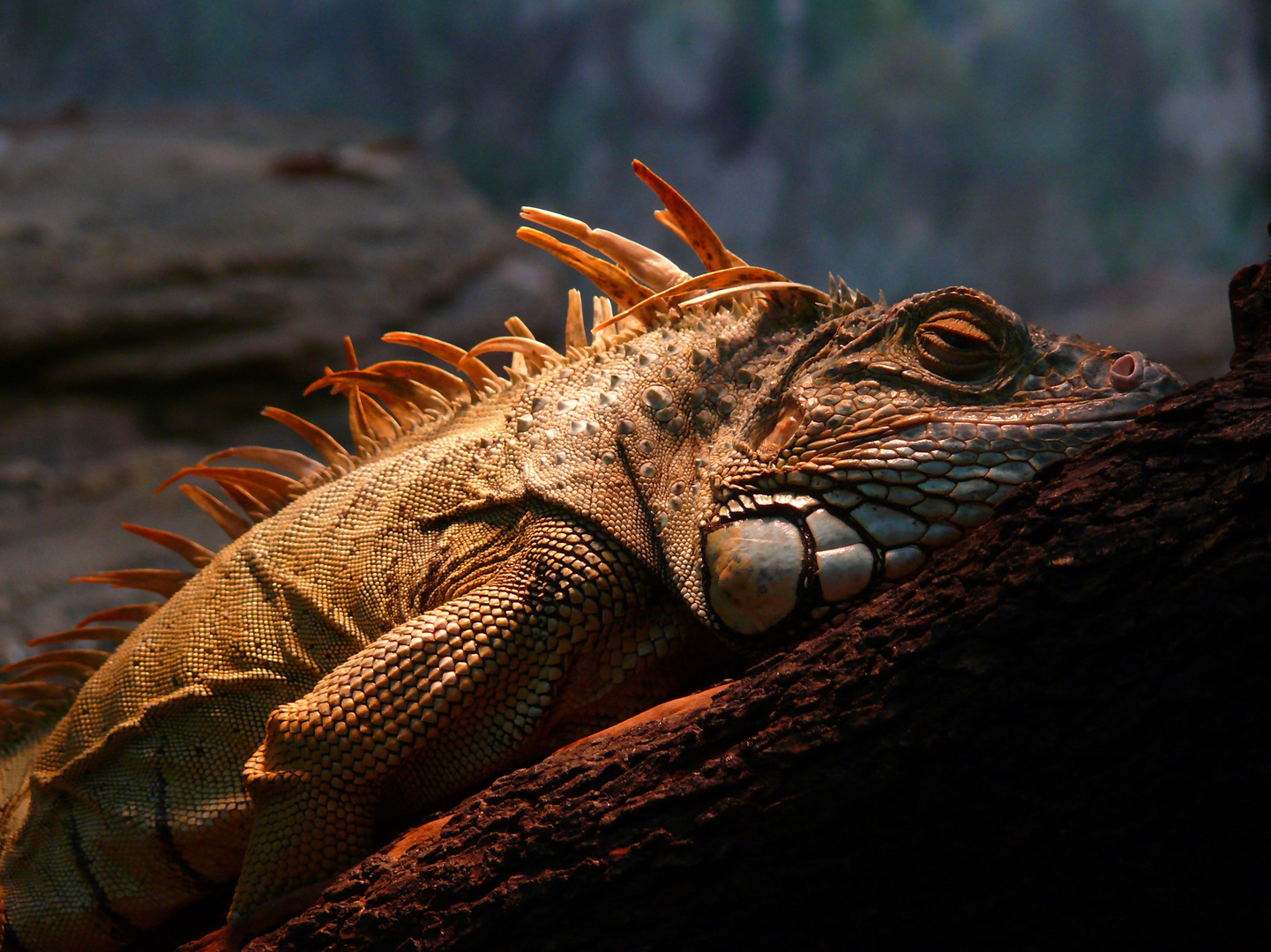 Leguan, Zoo Landau