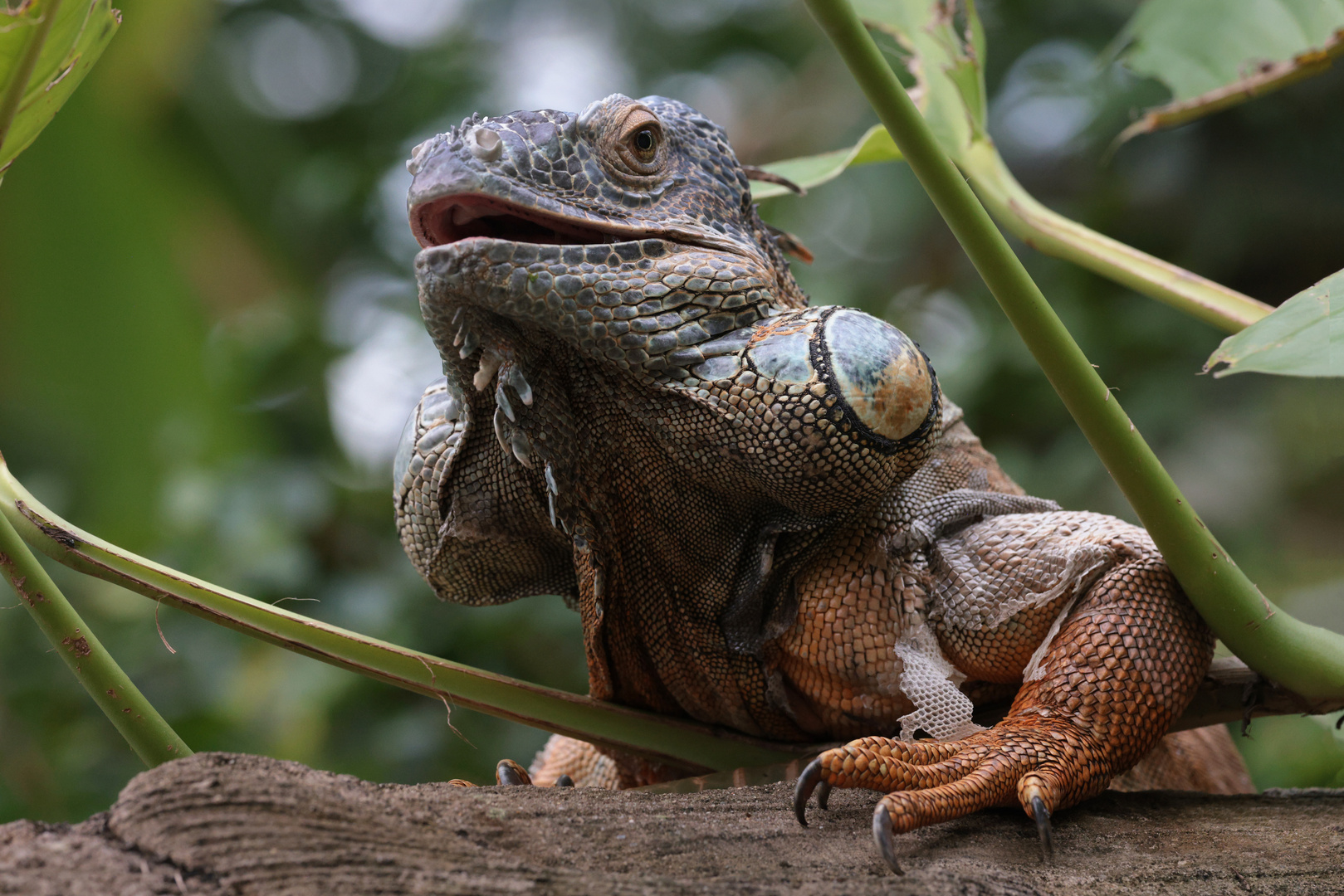 Leguan (Zoo Leipzig)