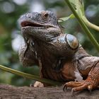 Leguan (Zoo Leipzig)