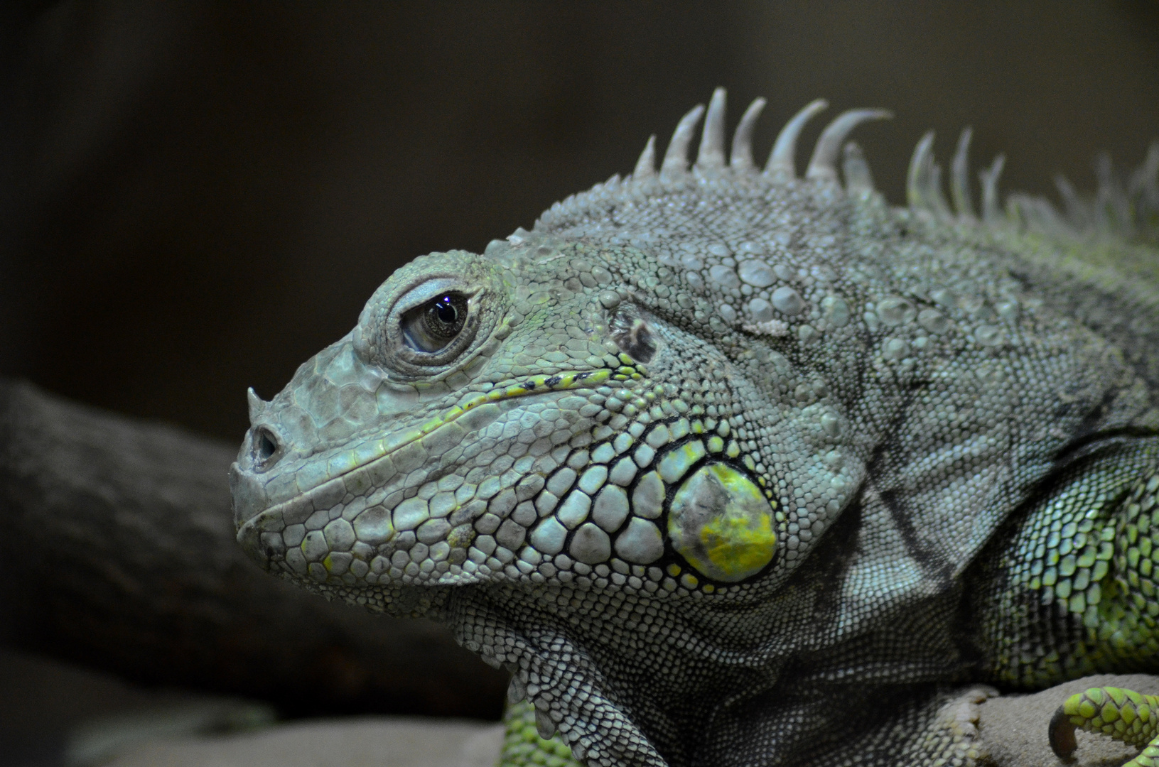 Leguan Zoo Neuwied