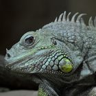 Leguan Zoo Neuwied