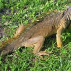 Leguan zu Besuch