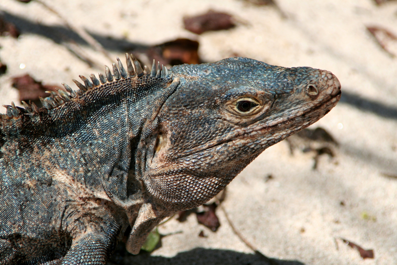 Leguane Foto & Bild north america, central america, costa rica Bilder