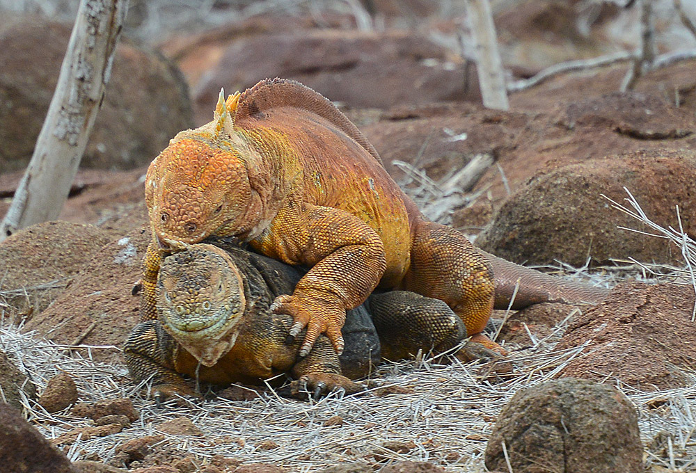 Leguane bei der Paarung